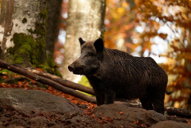 Muat turun percuma babi hutan alam semula jadi gambar percuma haiwan untuk diedit dengan editor imej dalam talian percuma GIMP