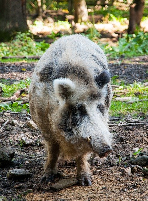 Gratis download Boar Wild Animal Low - gratis foto of afbeelding om te bewerken met GIMP online afbeeldingseditor