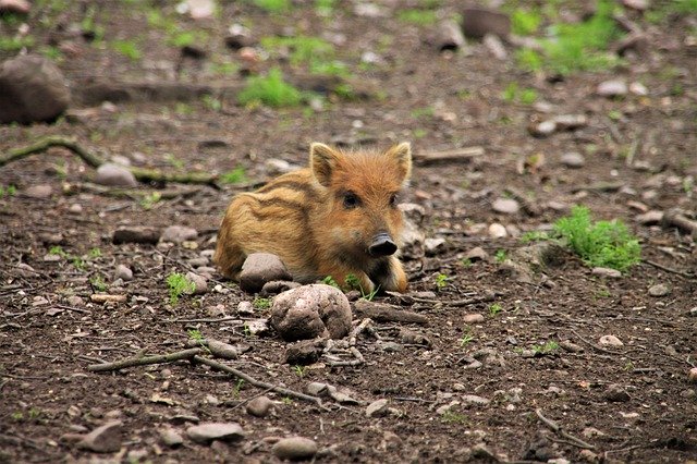 Téléchargement gratuit de Boar Wild Launchy Deer - photo ou image gratuite à modifier avec l'éditeur d'images en ligne GIMP