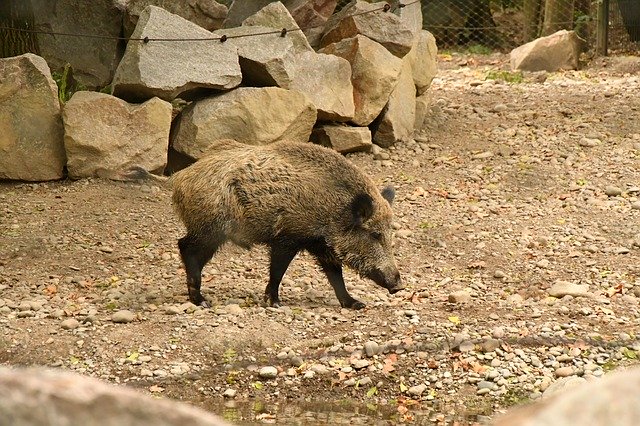 Free download Boar Zoo Pig -  free photo or picture to be edited with GIMP online image editor