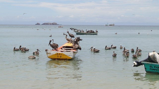 הורדה חינם Boat Boats Pelicans - תמונה או תמונה בחינם לעריכה עם עורך התמונות המקוון GIMP