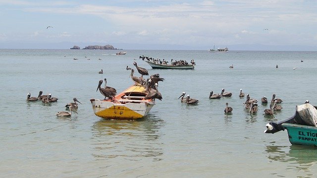 Free download Boat Boats Pelicans -  free free photo or picture to be edited with GIMP online image editor