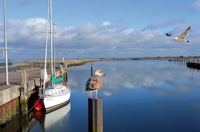 הורדה חינם Boat Seagull Water - תמונה או תמונה בחינם לעריכה עם עורך התמונות המקוון GIMP