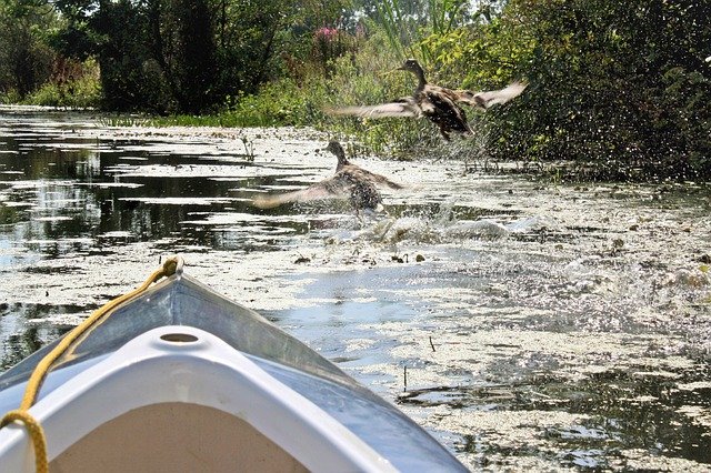 Free download boat tour gray geese startled free picture to be edited with GIMP free online image editor