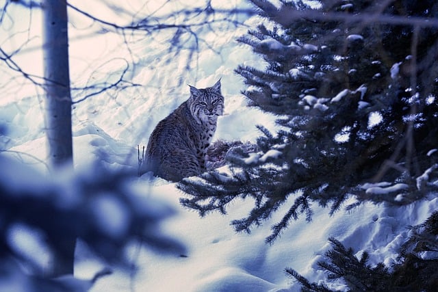 Free download bobcat cat wildlife animal snow free picture to be edited with GIMP free online image editor