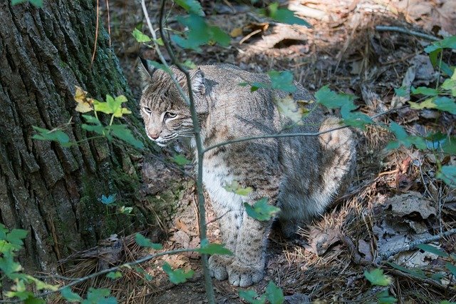 Free download Bobcat Wildlife -  free photo or picture to be edited with GIMP online image editor