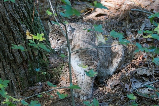 دانلود رایگان Bobcat Wildlife - عکس یا تصویر رایگان برای ویرایش با ویرایشگر تصویر آنلاین GIMP