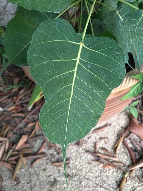 Безкоштовно завантажте Bodhi Leaf Plant - безкоштовне фото або зображення для редагування за допомогою онлайн-редактора зображень GIMP