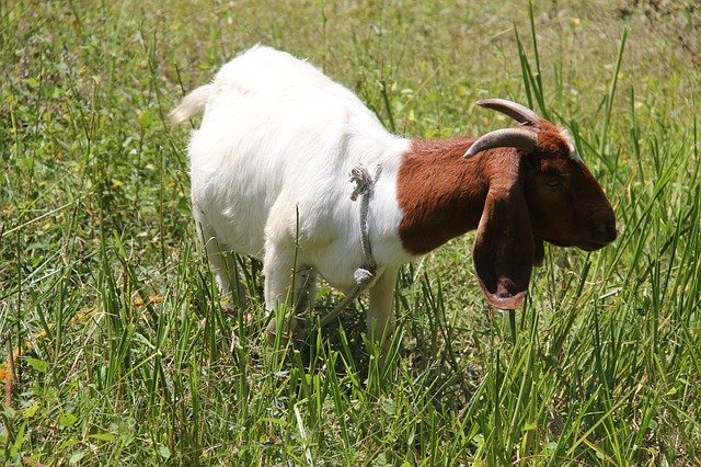 Unduh gratis Kambing Boer - foto atau gambar gratis untuk diedit dengan editor gambar online GIMP