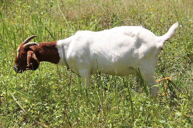 Free download Boer Goat Doe -  free photo or picture to be edited with GIMP online image editor