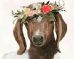 Free download Boer goat flower crown free photo or picture to be edited with GIMP online image editor