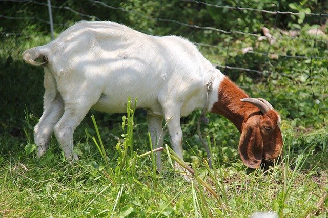 Free download Boer Goats Doe -  free photo or picture to be edited with GIMP online image editor