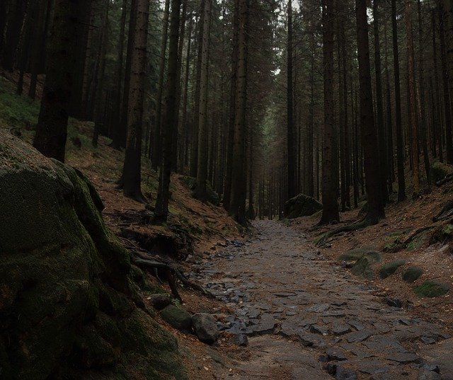 Descărcare gratuită Parcul Național Elveția Boemă - fotografie sau imagini gratuite pentru a fi editate cu editorul de imagini online GIMP
