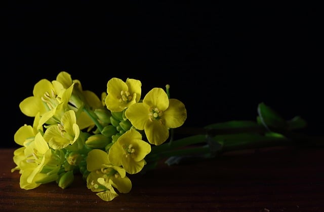 김프 무료 온라인 이미지 편집기로 편집할 수 있는 청경채 꽃 식물 야채 무료 사진을 무료로 다운로드하세요.