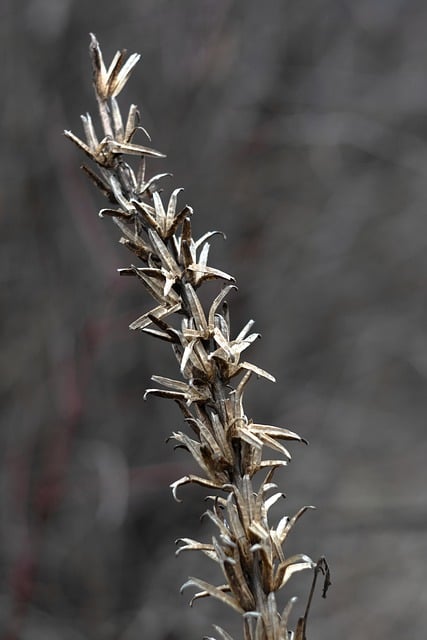 Free download bokeh plants nature winter flora free picture to be edited with GIMP free online image editor