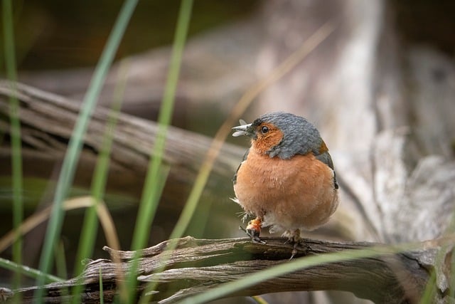 Free download bokfink bird songbird wildlife free picture to be edited with GIMP free online image editor