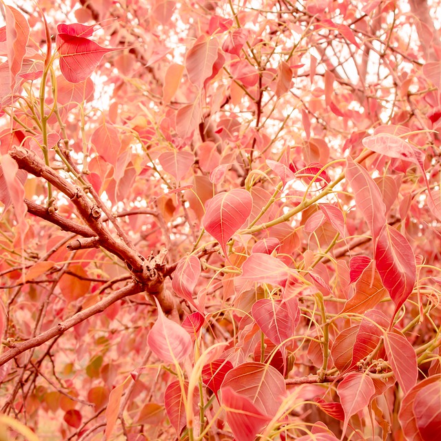 Free download bo leaf bodhi tree bo leaf leaves free picture to be edited with GIMP free online image editor