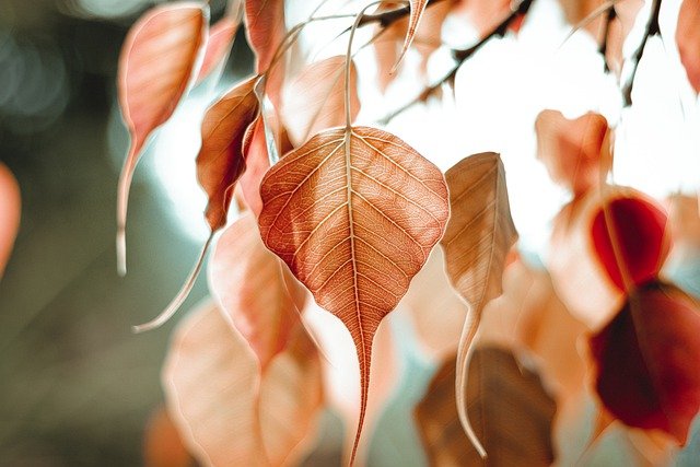 Free download bo leaf bo tree leaves foliage free picture to be edited with GIMP free online image editor