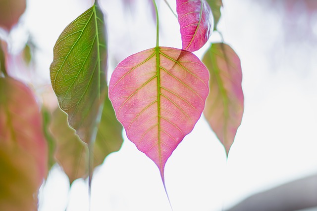 Free download bo leaf bo tree leaves leaf bodhi free picture to be edited with GIMP free online image editor