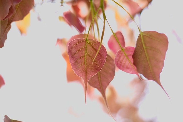 Free download bo leaf leaves leaf bo tree bo free picture to be edited with GIMP free online image editor