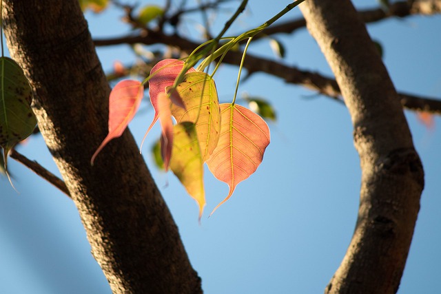 Free download bo leaves leaves branch bo tree free picture to be edited with GIMP free online image editor