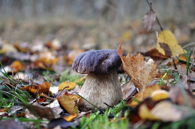 Free download boletus edulis boletus mushrooms free picture to be edited with GIMP free online image editor