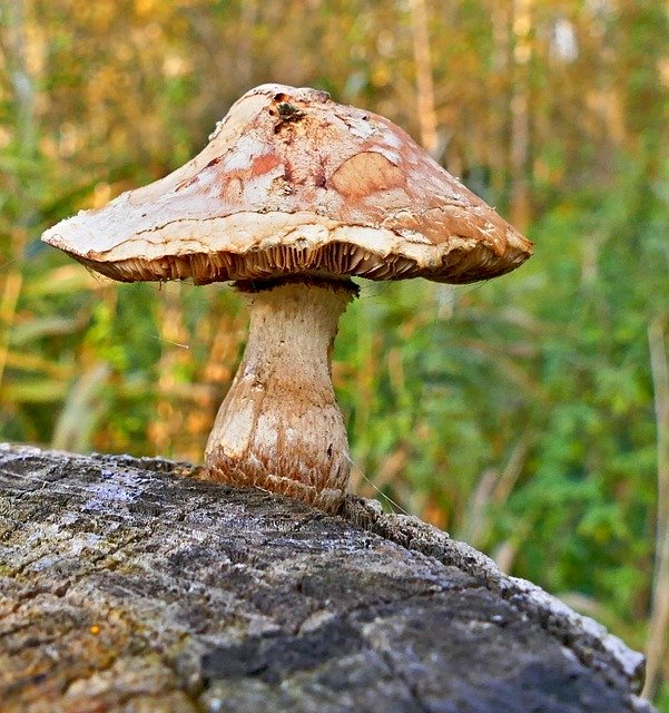 Free download Boletus Forest Stump -  free photo or picture to be edited with GIMP online image editor