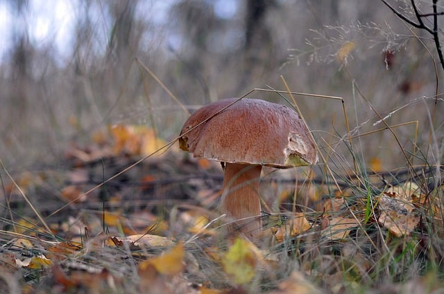 Free download boletus real mushroom autumn free picture to be edited with GIMP free online image editor