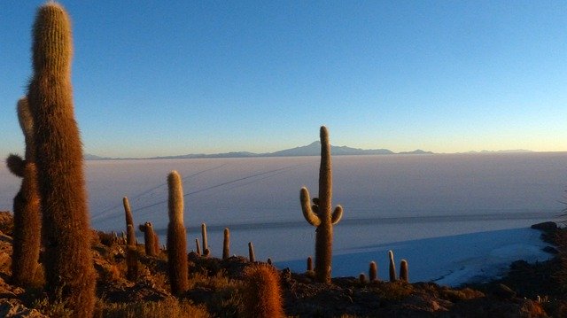 Free download Bolivia Desert Cactus -  free free photo or picture to be edited with GIMP online image editor