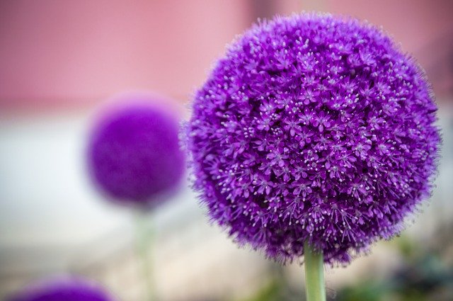 Téléchargement gratuit de Bolltistel Ball Flower - photo ou image gratuite à modifier avec l'éditeur d'images en ligne GIMP
