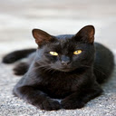 Bombay cat wallpapers  screen for extension Chrome web store in OffiDocs Chromium