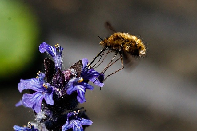 Muat turun percuma Bombyliidae Insect Macro Flight - foto atau gambar percuma untuk diedit dengan editor imej dalam talian GIMP