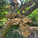 bonbon tree wallpaper  screen for extension Chrome web store in OffiDocs Chromium