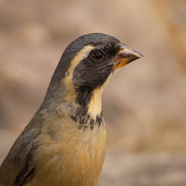 ດາວ​ໂຫຼດ​ຟຣີ ນົກ​ກະ​ດູກ picker perched ຮູບ​ສັດ​ຟຣີ​ທີ່​ຈະ​ໄດ້​ຮັບ​ການ​ແກ້​ໄຂ​ທີ່​ມີ GIMP ບັນນາທິການ​ຮູບ​ພາບ​ອອນ​ໄລ​ນ​໌​ຟຣີ​