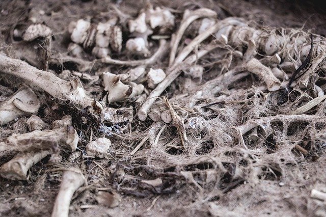 Free download Bones Skeleton -  free photo or picture to be edited with GIMP online image editor