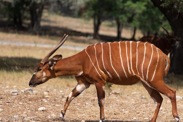Descargue gratis la imagen gratuita de safari de cuernos de animales salvajes de bongo para editar con el editor de imágenes en línea gratuito GIMP