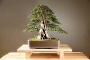 Free download bonsai-3125720_1920 free photo or picture to be edited with GIMP online image editor