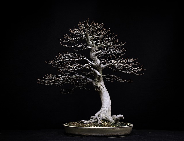 Free download bonsai beech wood japan free picture to be edited with GIMP free online image editor