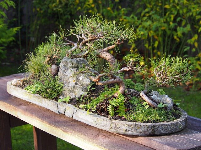 Free download Bonsai Japanese Tree -  free photo or picture to be edited with GIMP online image editor