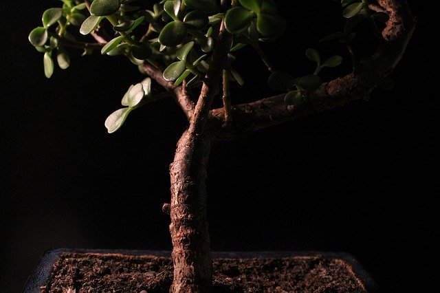Free download Bonsai Plant Shadow Play Schwarzer -  free photo or picture to be edited with GIMP online image editor