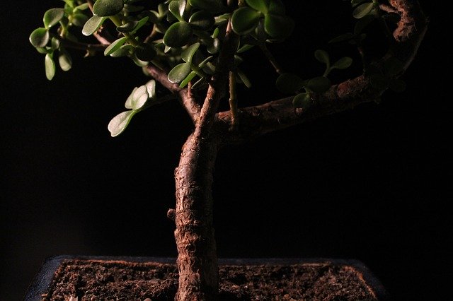 Ücretsiz indir Bonsai Plant Shadow Play Schwarzer - GIMP çevrimiçi resim düzenleyici ile düzenlenecek ücretsiz fotoğraf veya resim