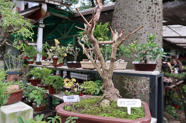 Free download Bonsai Plant Tree -  free photo or picture to be edited with GIMP online image editor