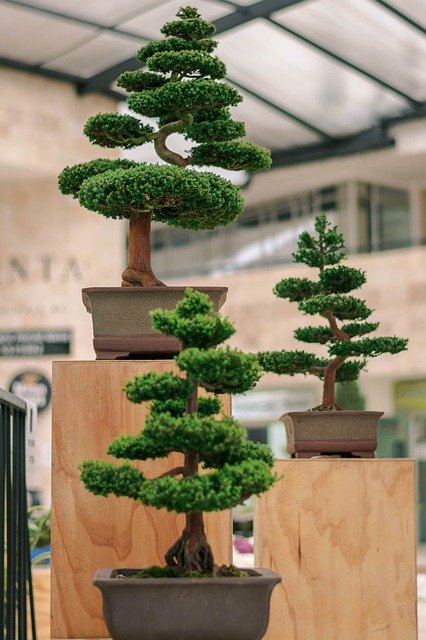 Free download Bonsai Trees Plant -  free photo or picture to be edited with GIMP online image editor