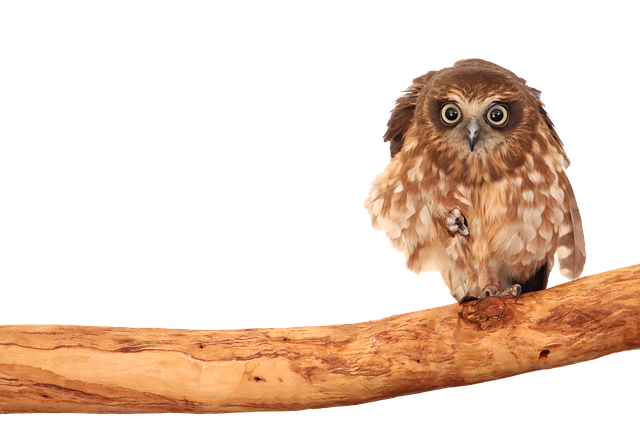 Free download Boobook Owl Acumen -  free photo or picture to be edited with GIMP online image editor