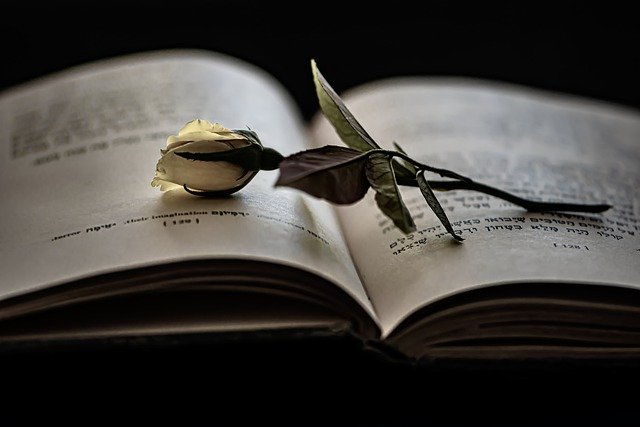 Free download book reading rose love story novel free picture to be edited with GIMP free online image editor