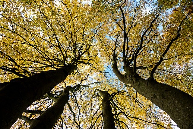 Free download Book Sky Tree -  free photo or picture to be edited with GIMP online image editor