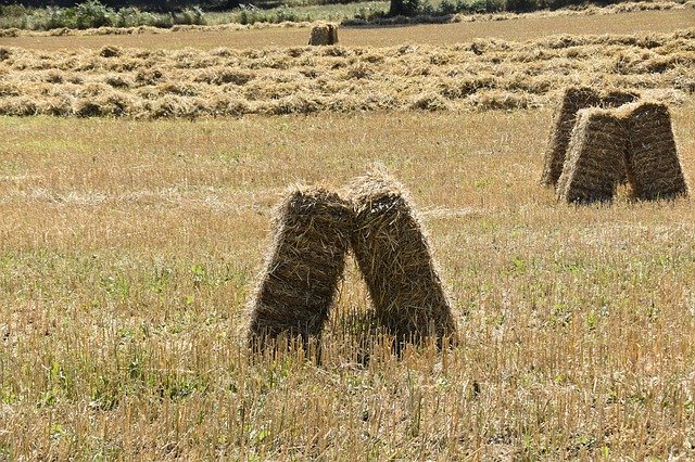 Muat turun percuma Boots Hayfever Countryside Forage - foto atau gambar percuma untuk diedit dengan editor imej dalam talian GIMP