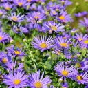Borage chrysanthemum  screen for extension Chrome web store in OffiDocs Chromium