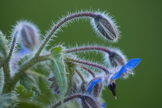 Free download borage flower bud blue flowers free picture to be edited with GIMP free online image editor