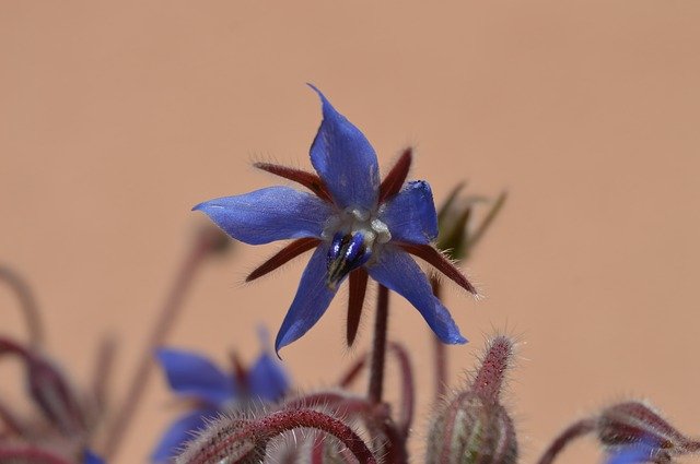 Free download Borage Flower Violet -  free photo or picture to be edited with GIMP online image editor